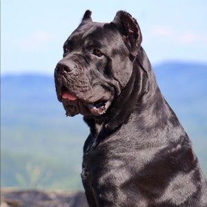 Meet your Posher, Alain